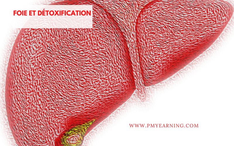 foie et détoxification