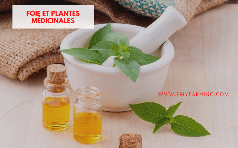 foie et plantes médicinales