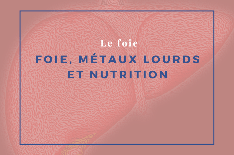 Lire la suite à propos de l’article Foie, métaux lourds et nutrition