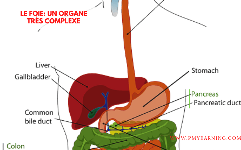 le foie un organe complexe