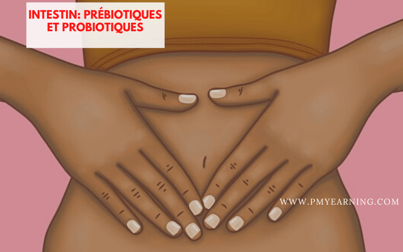intestin, prébiotiques et probiotiques
