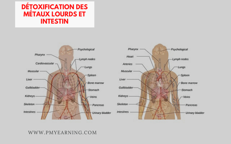 métaux lourds et intestin