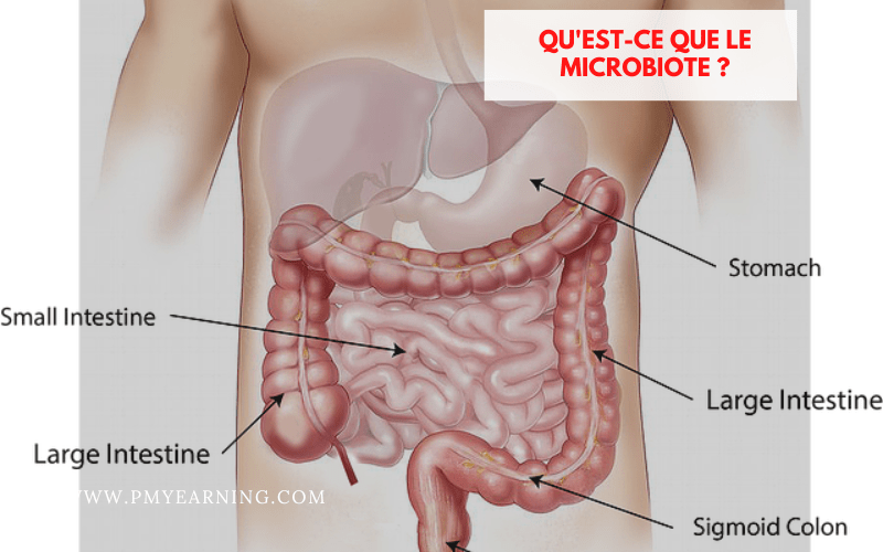 qu'est qu'un bon microbiote